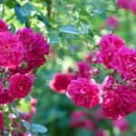 Rosas frambuesas brillantes