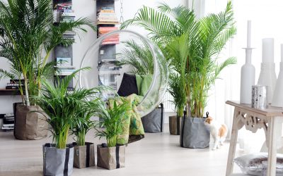 Indoor palm: soorten en verzorging