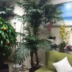 Decorative palm trees in the apartment