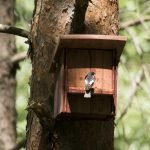 Къща за птици в гората