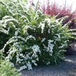 Arbusto ornamental no jardim