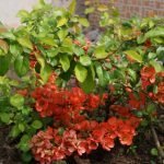Arbust ornamental cu flori roșii