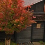 Listnatý strom s červenými listami
