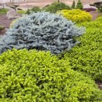 Coniferous shrubs