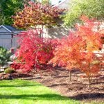 Copaci exotici cu frunziș roșu