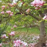 Magnolia tuhka