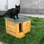 Kabin üzerinde kara kedi