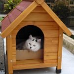 Witte kat in een cabine