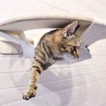 Unusual hammock for cat