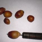 Pierce acorns