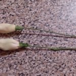 Lim emnene med de samme kronbladene som knoppen