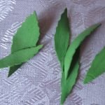 Corte folhas de 3-7 cm de tamanho