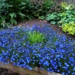 Blauwe ondermaatse bloemen