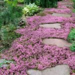 Ground Cover Path