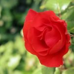 Červená růže