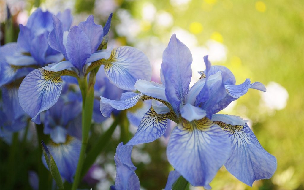 Iris dans le parterre de fleurs