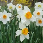 Daffodils putih