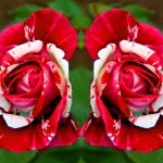 Δύο τριαντάφυλλα