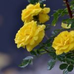 Žluté růže