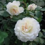 Roses blanches