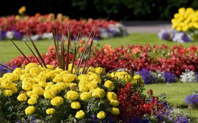 Liste over flerårige blomster for et sommerhus og hage