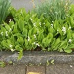 Lilies of the valley on a flower bed
