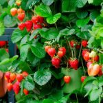 Ампелски сортове ягоди