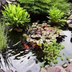 Teich mit Wasserpflanzen