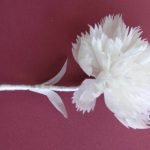ดอกคาร์เนชั่นสีขาว