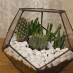 Cactus dans le polyèdre