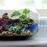 Növények egy üvegben