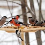 Bullfinches บนรางให้อาหาร