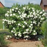 Arbusto de floración blanca en el jardín