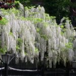 Valkoinen wisteria