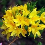 Žltý rododendron