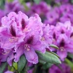 Blomstrende rododendron