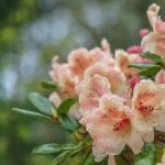 Pfirsich Rhododendron