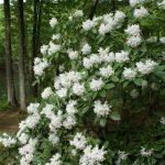 Krík Rhododendron