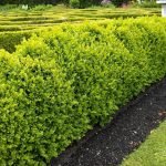 Hedge av busker