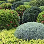 Types d'arbustes ornementaux