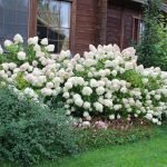 Blomsterbed med hortensia