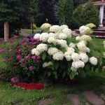 Jardín de hortensias: plantación y cuidado de flores