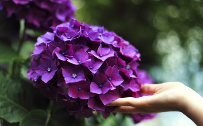 Hortensia trädgård: plantering och vård av blommor