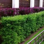 Arbustos de cobertura púrpura