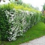 A hedge of flowering shrubs