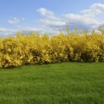 Hedgerow arbust groc