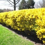 Clôture d'arbuste jaune