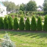 Hedge cipressen
