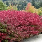 Red euonymus