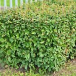 Cotoneaster bush
